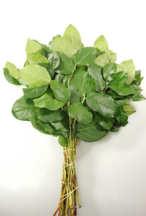 Salal Tips Bunches - Stem Count 10