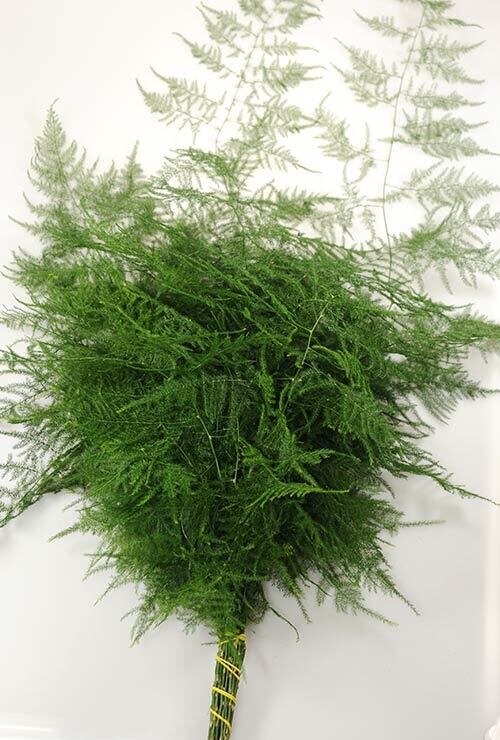 Plumosus - 10 Per Bunch