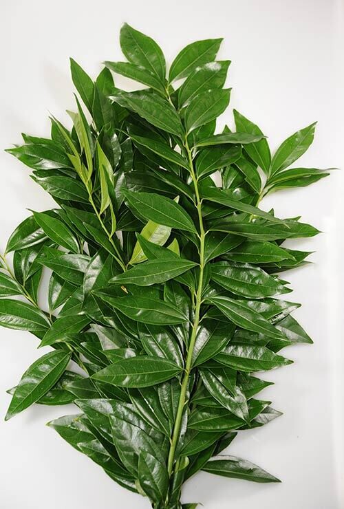 Cocculus Branches