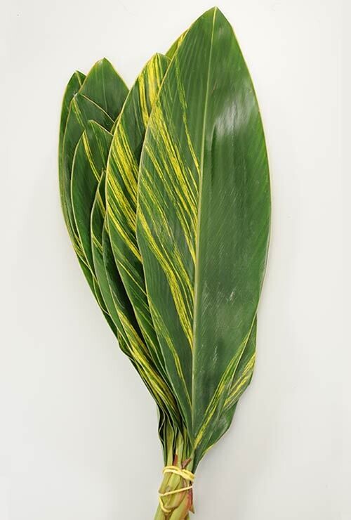 Varigate Ginger Leaves - Stem Count 5