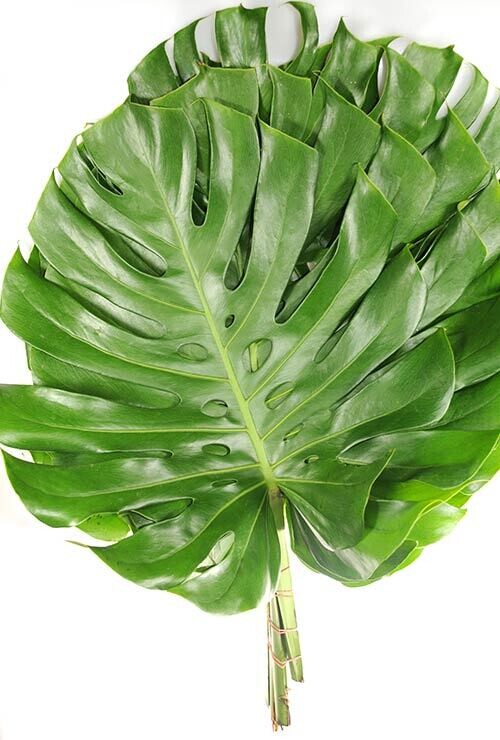 Large Monstera Leaves - Stem Count 5