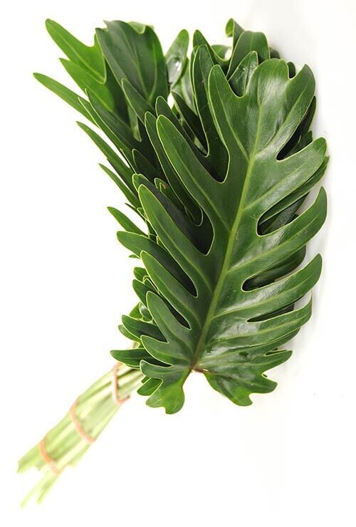Xanadu Leaves - Stem Count 10