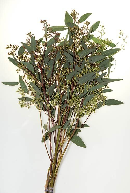 Seeded Eucalyptus - Stem Count 5