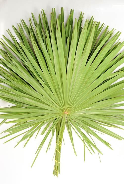 Palmetto Fan Palm - Stem Count 5