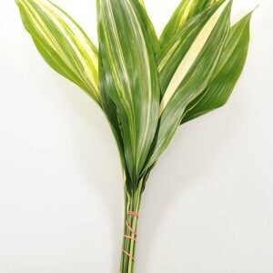 Varigate Aspidistra Leaves - Stem Count 5