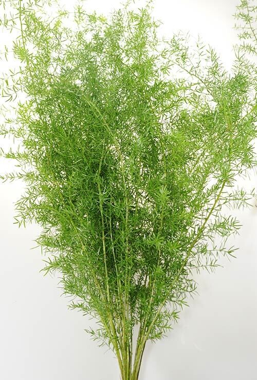 Springeri - Stem Count 5