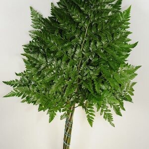 Leather Leaf Bunch - Stem Count 10