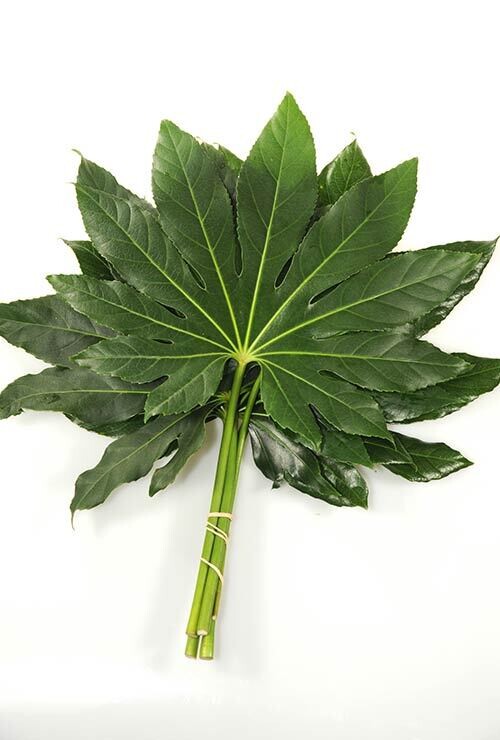 Fatsia Leaves - 5 per bunch