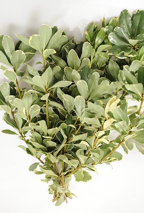 Variegated Pittosporum - Bunch Size 10 Stems
