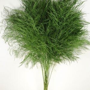 Tree Fern - 10 Per Bunch