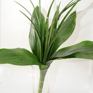 Tropical Breeze