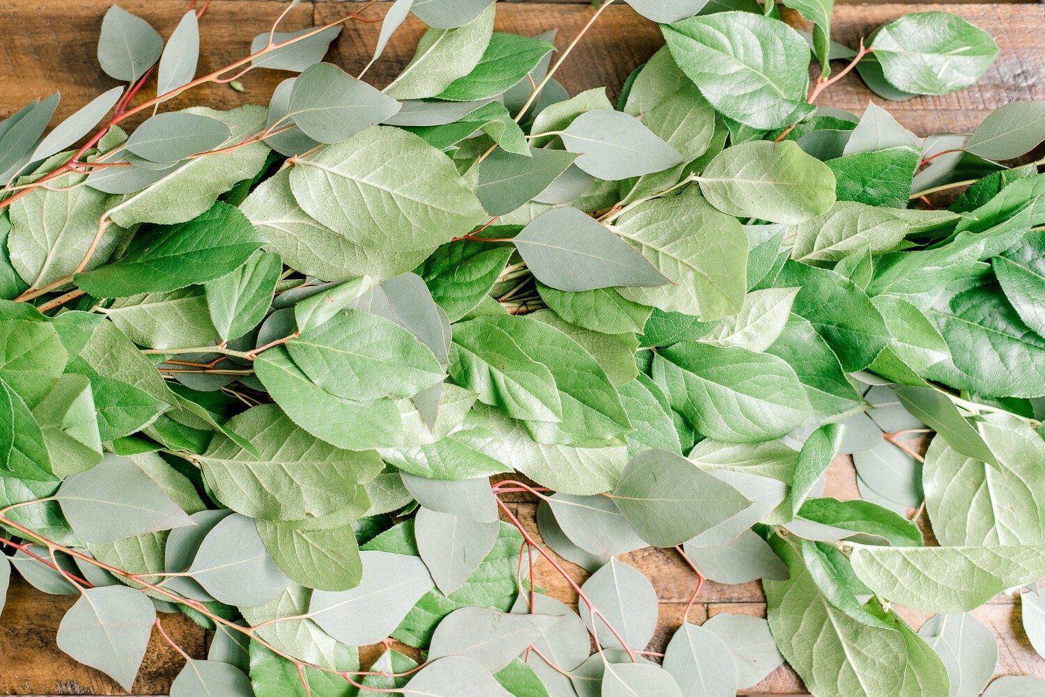Salal with Silver Dollar Eucalyptus