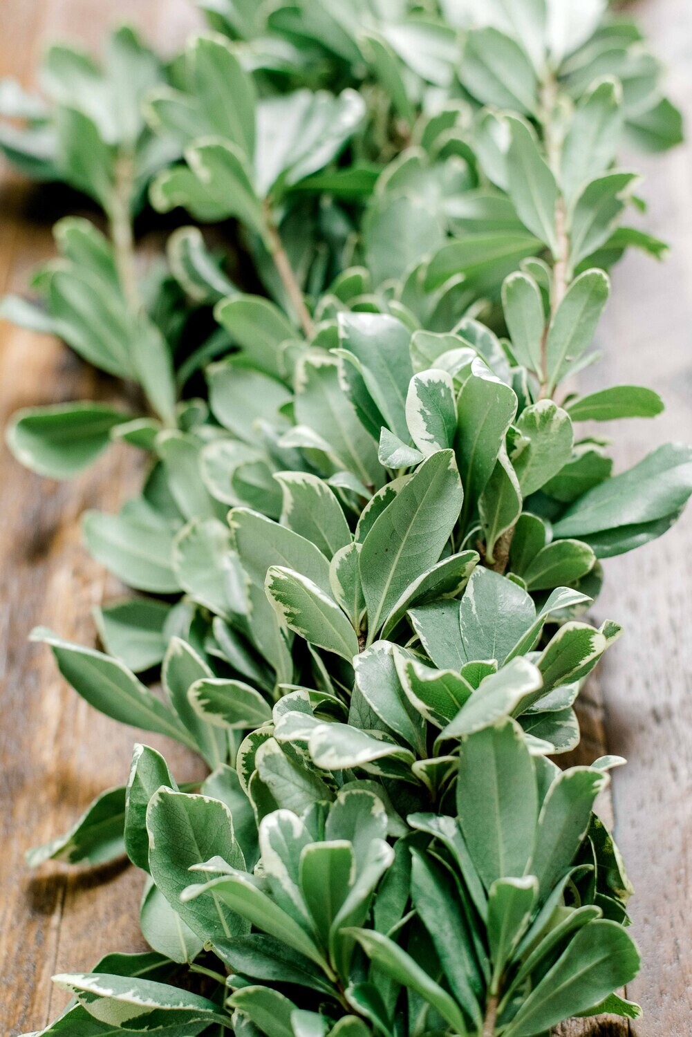 Variegated Pittosporum