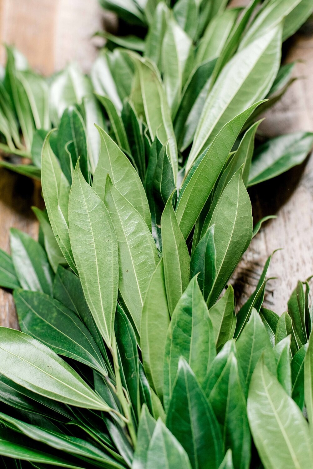 Cocculus Garland