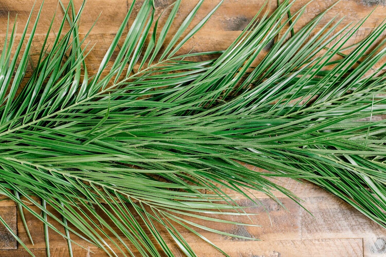 Roebellini Garland