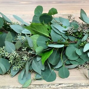 Seeded & Silver Dollar Eucalyptus