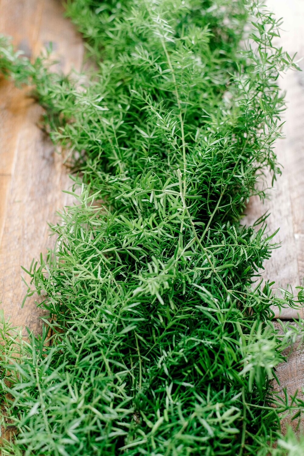 Springeri Garland