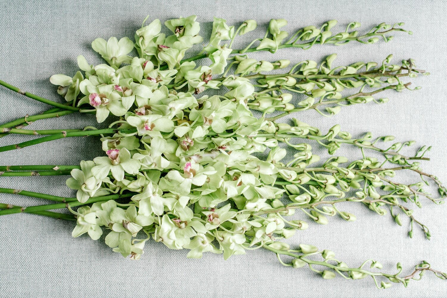 Green Dendrobium Orchids