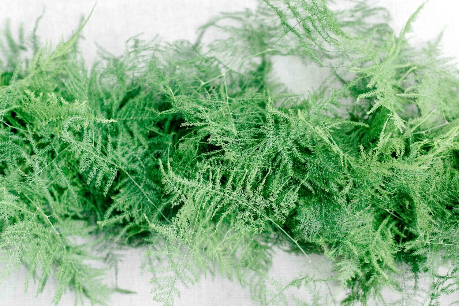 Plumosus Garland