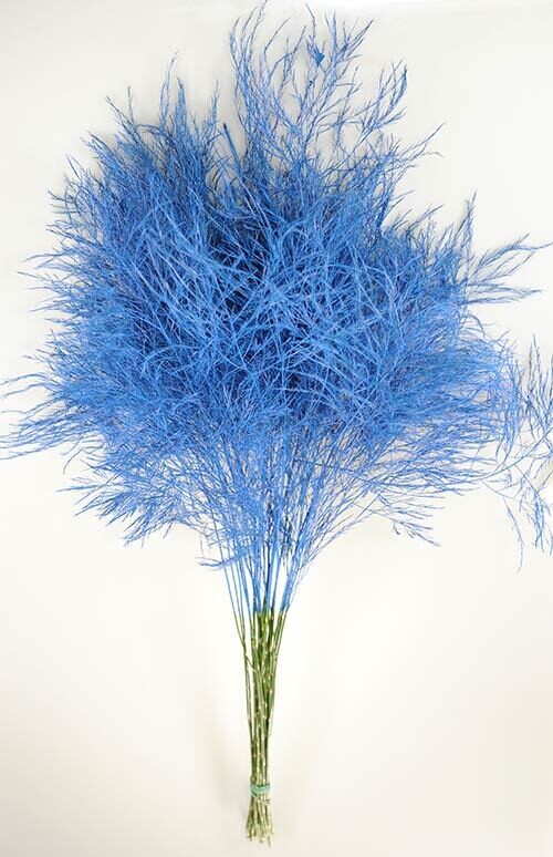 Blue Tree Fern