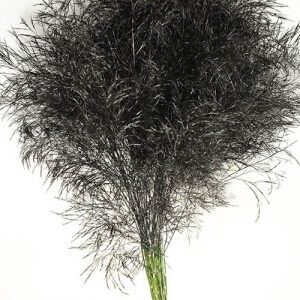 Black Tree Fern