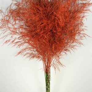 Fall Orange Tree Fern