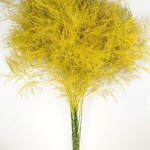 Yellow Tree Fern