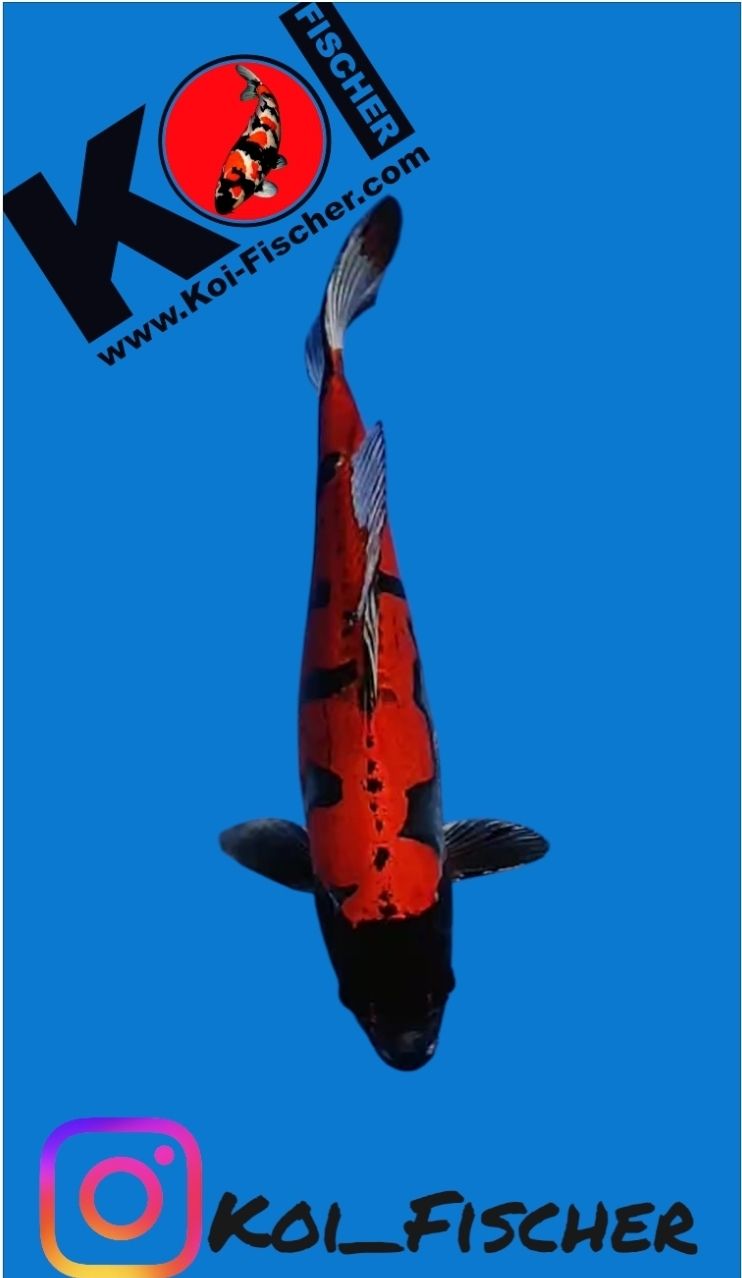 Koi High Quality Doitsu Beni Kikokuryu, 54 cm