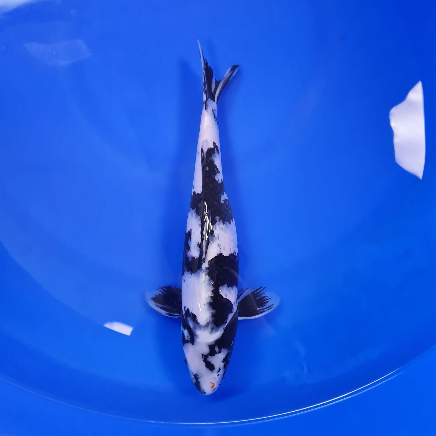 Koi Shiro Utsuri, 31 cm