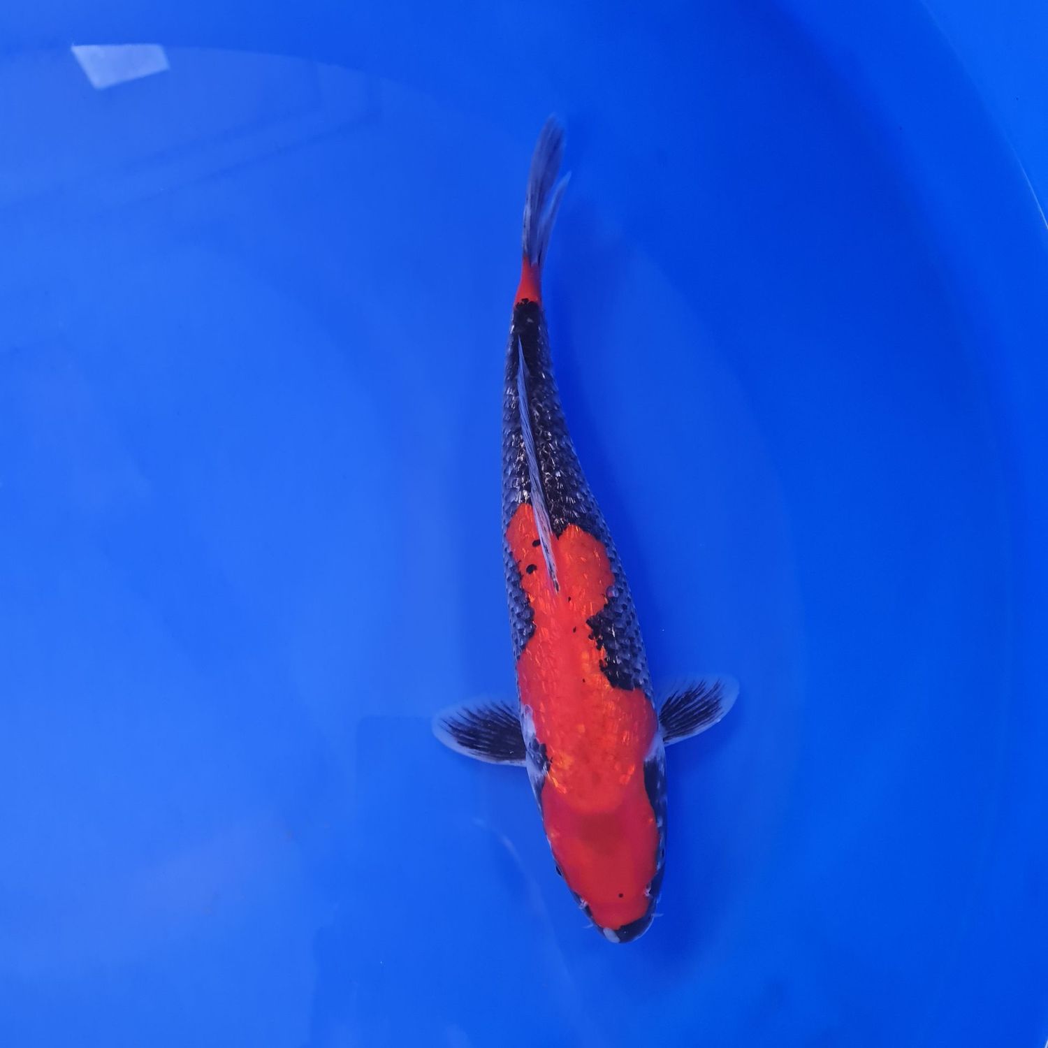 Koi Ginrin Goshiki, 30 cm