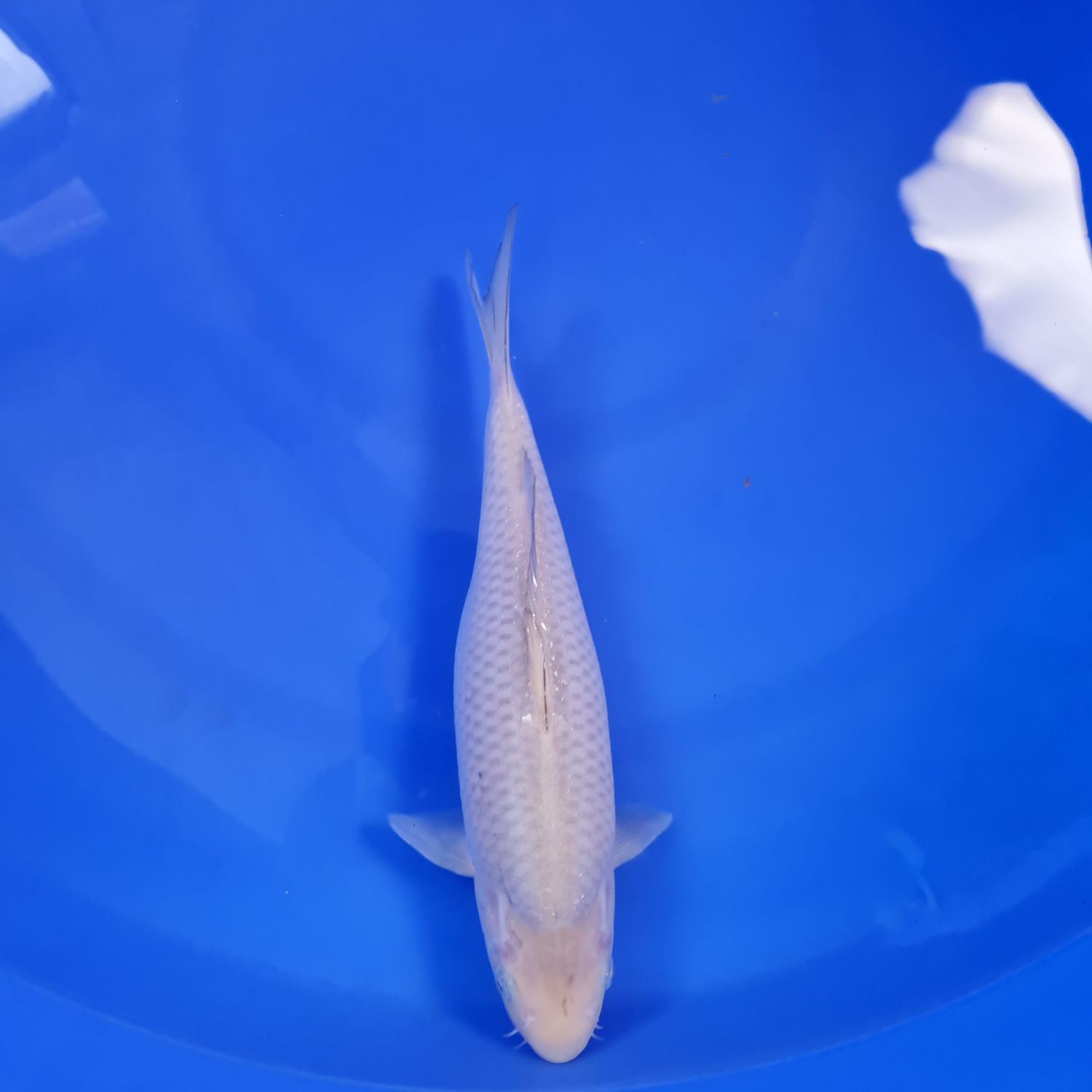 Koi Soragoi, 32 cm
