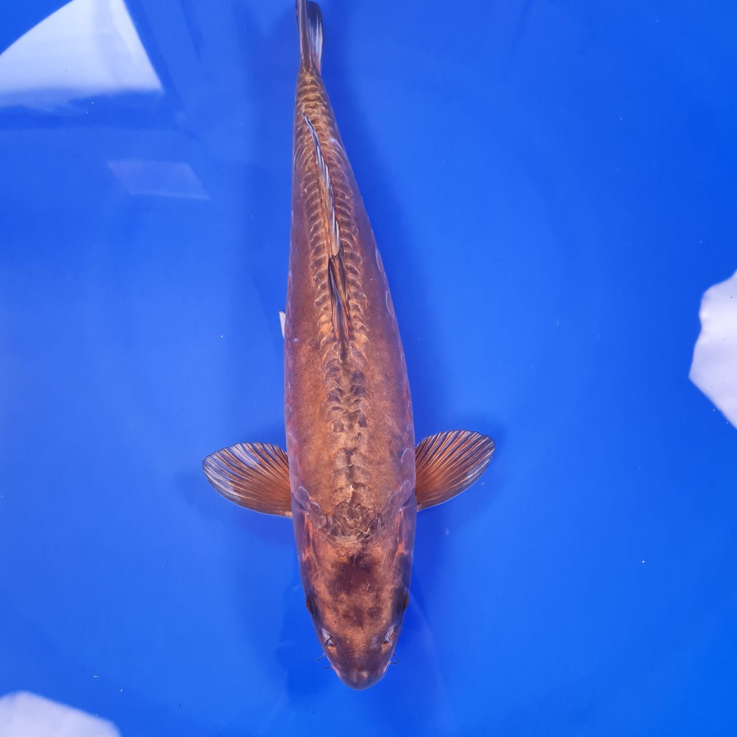 Koi Chocolate Chagoi, 40 cm