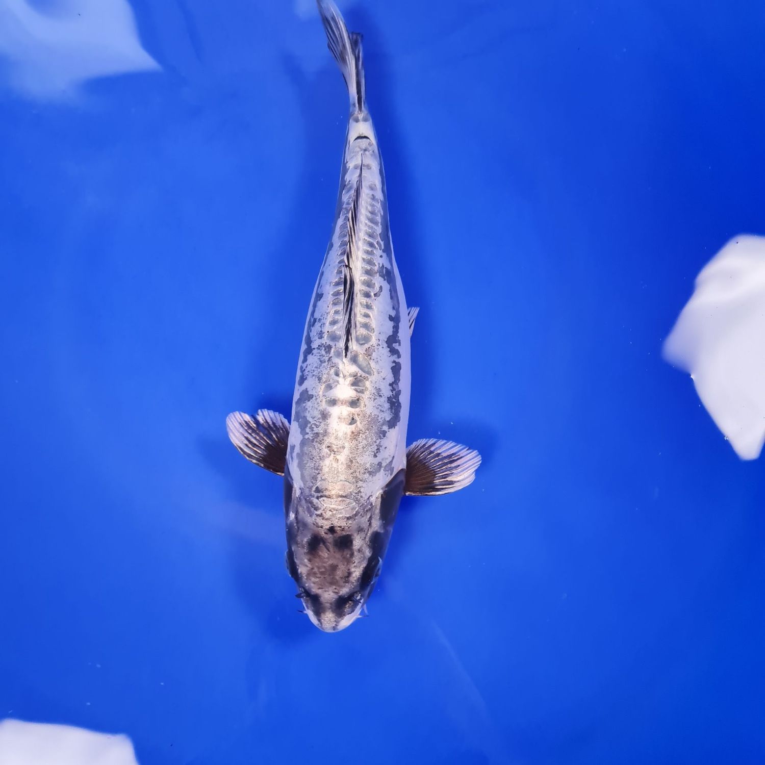 Koi "Ghost", 34 cm
