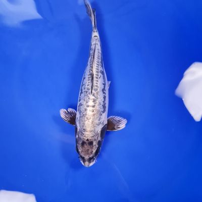 Koi Koi "Ghost", 34 cm