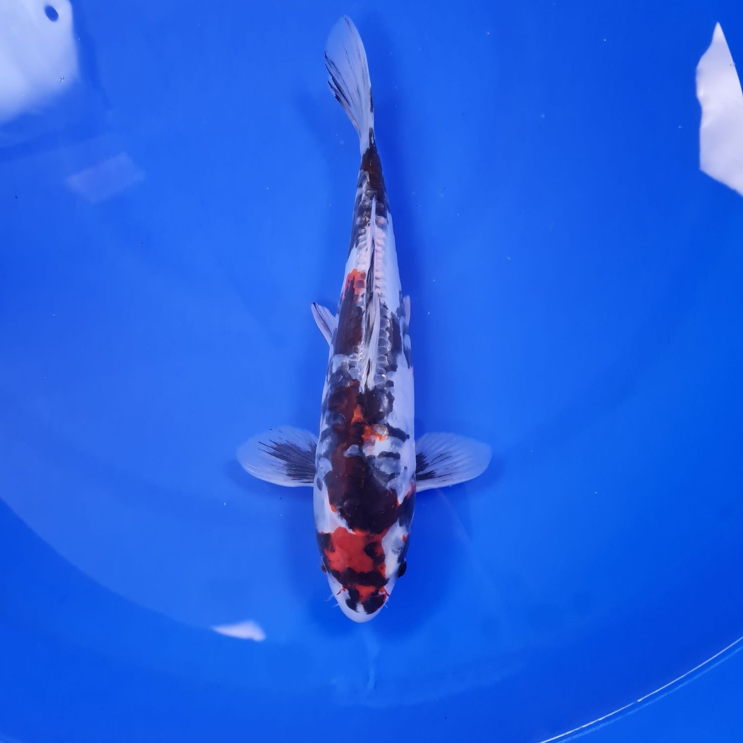 Koi Doitsu Kikokuryu, 32 cm
