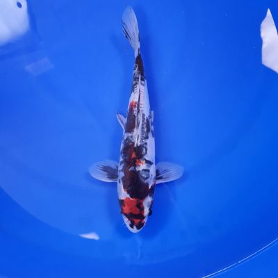 Koi Doitsu Kikokuryu, 32 cm Koi Doitsu Kikokuryu, 32 cm