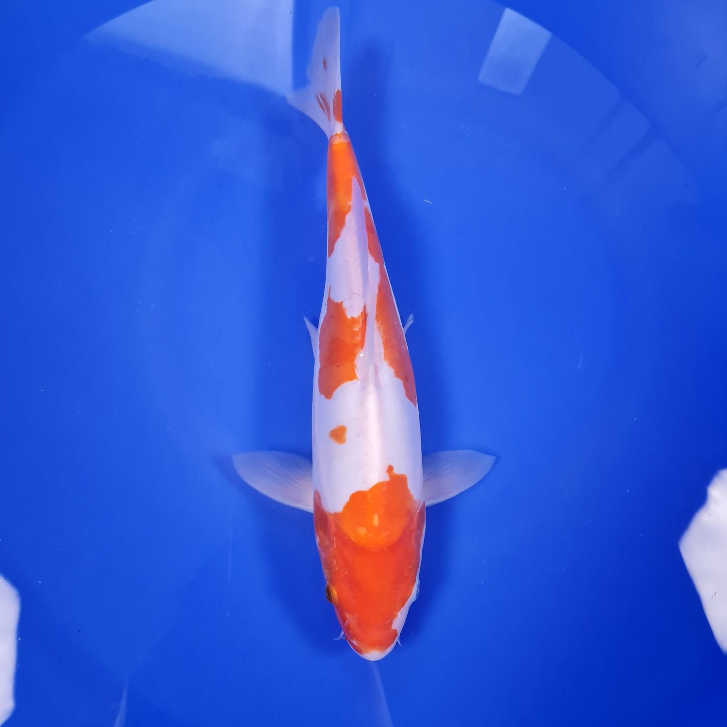 Koi Doitsu Kohaku, 34 cm