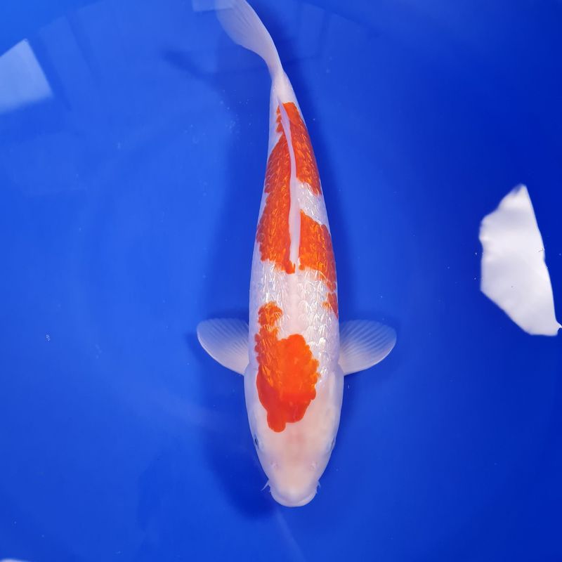 Koi Ginrin Kohaku, 40 cm Koi Ginrin Kohaku, 40 cm