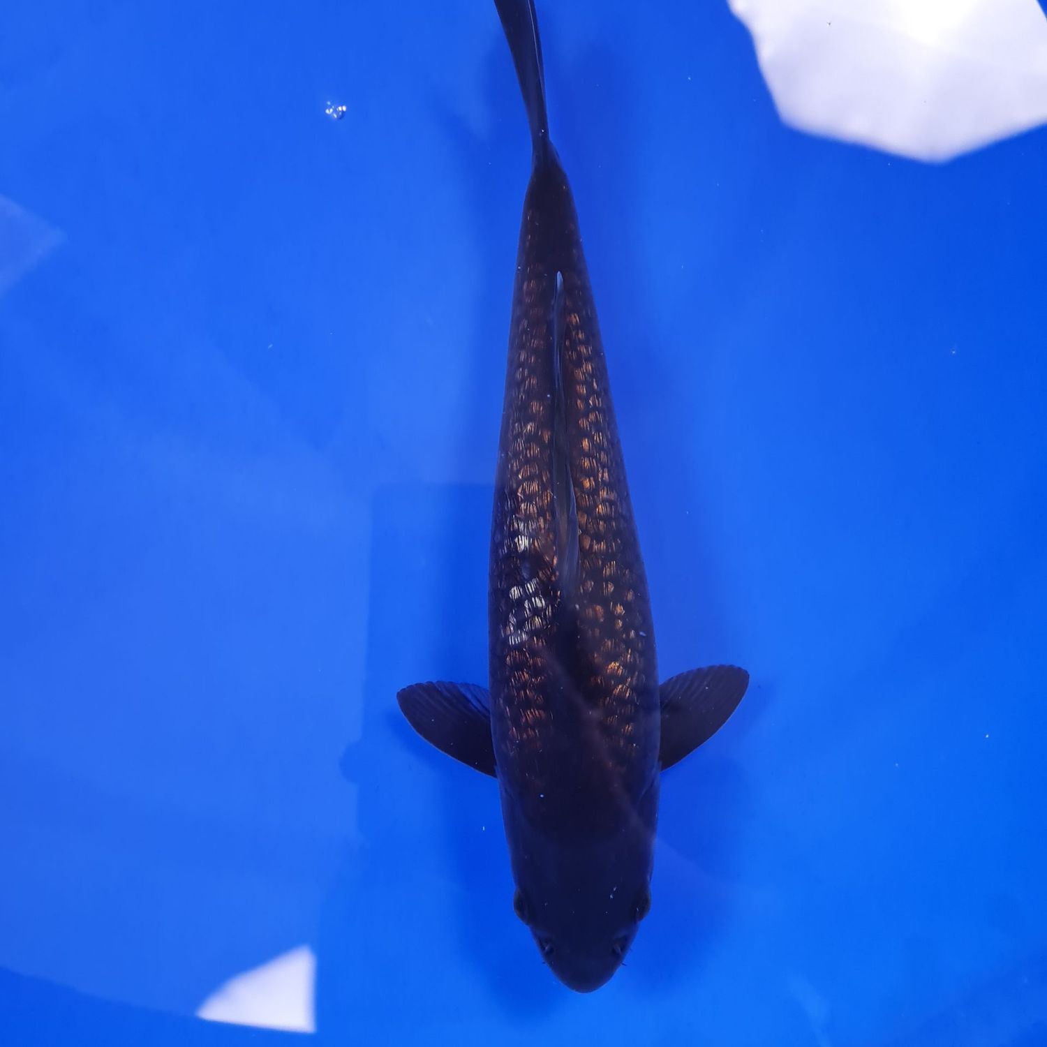 Koi Ginrin Dark Ochiba, 30 cm