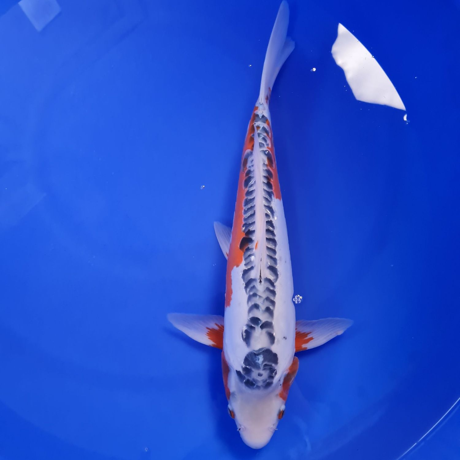 Koi Shusui, 45 cm