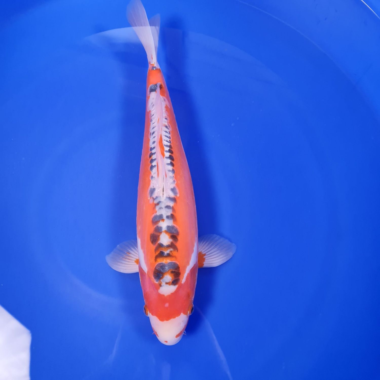 Koi Hi Shusui, 44 cm