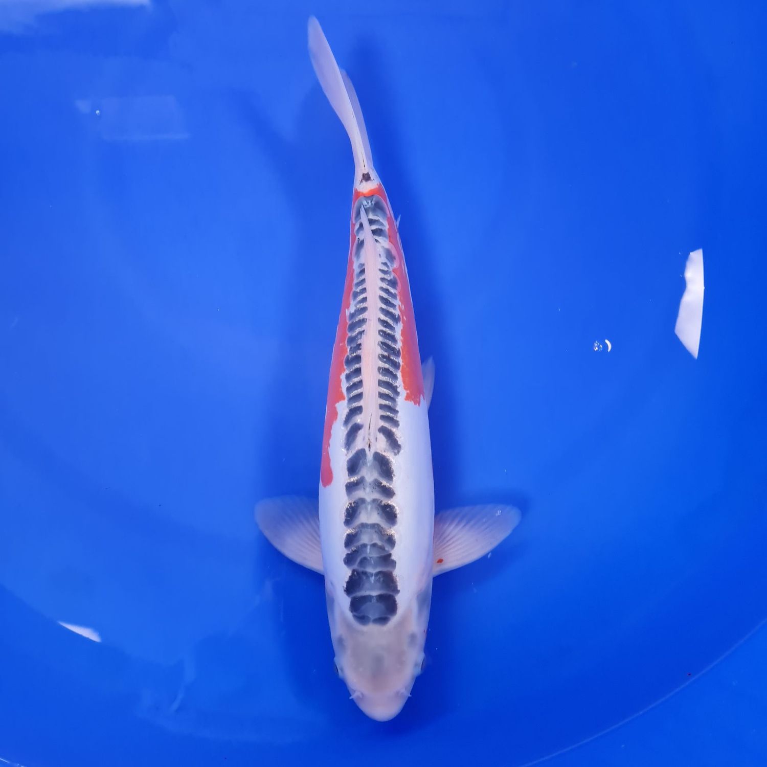 Koi Shusui, 42 cm