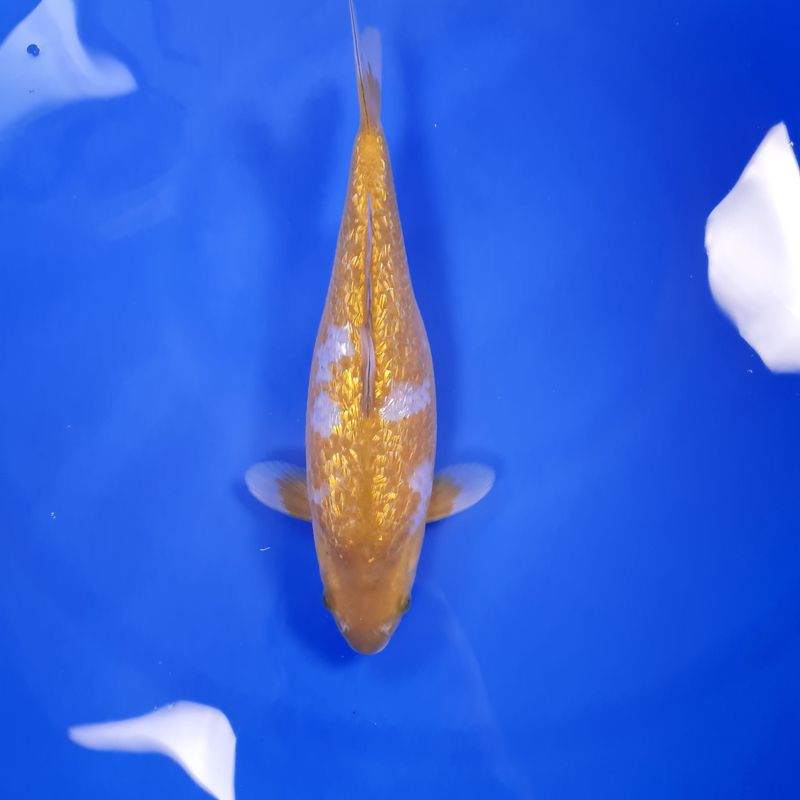 Koi Ginrin Ochiba, 32 cm Koi Ginrin Ochiba, 32 cm