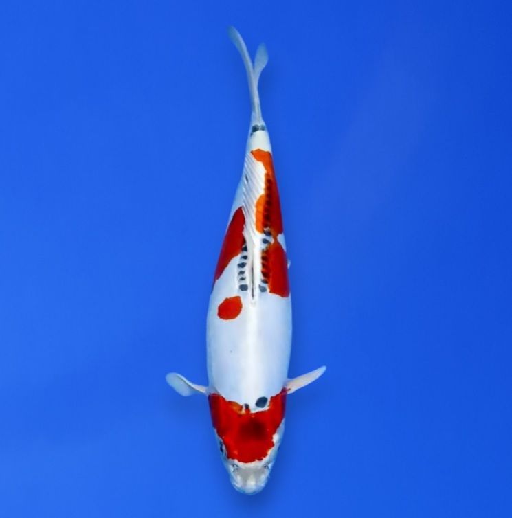 Koi High Quality Doitsu Kujaku, 45 cm