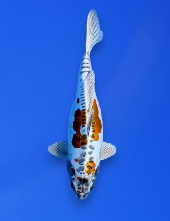 Koi High Quality Doitsu Kin Kikokuryu, 45 cm