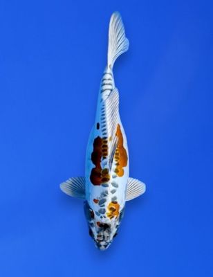 Koi High Quality Doitsu Kin Kikokuryu, 45 cm