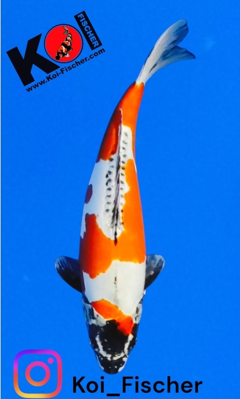 Koi High Quality Doitsu Kin Kikokuryu, 52 cm Koi High Quality Doitsu Kin Kikokuryu, 52 cm