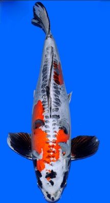 Koi High Quality Doitsu Beni Kikokuryu, 52 cm Koi High Quality Doitsu Beni Kikokuryu, 52 cm