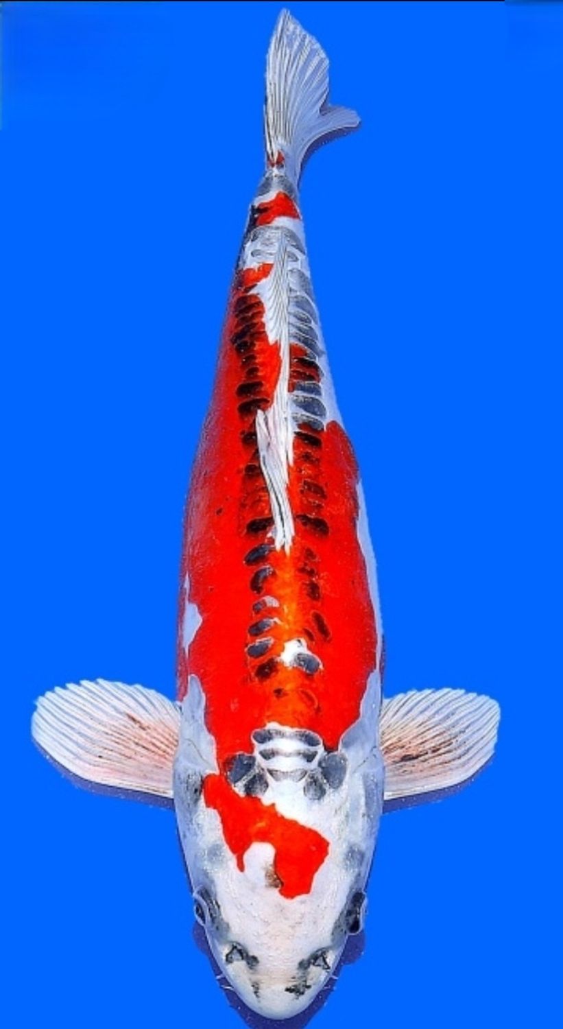Koi High Quality Doitsu Beni Kikokuryu, 50 cm