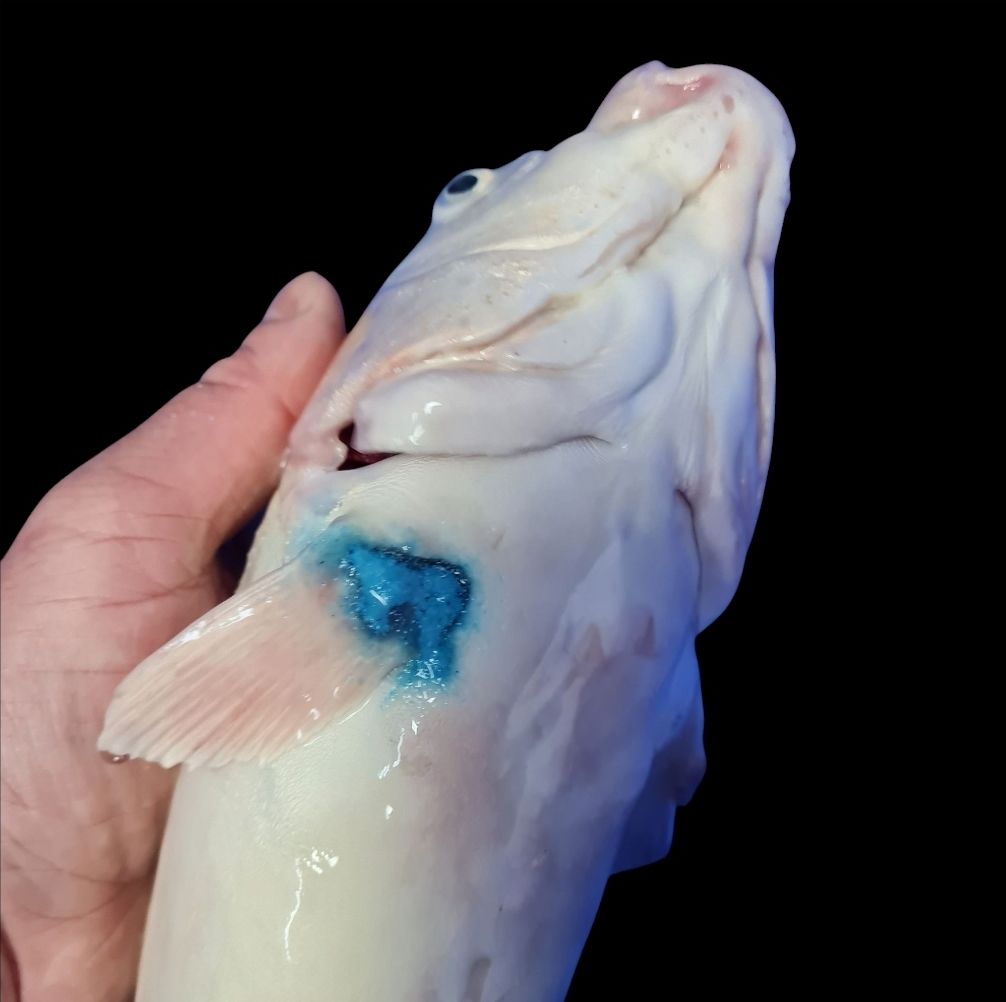 Koi WUND UND WEG, Wundpuder, zur Abdeckung von Wunden am Fisch